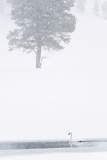 Trumpeter Swan on Yellowstone River during snowstorm - Yellowstone National Park, Wyoming