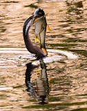 Australian Darter with fish - Yellow Water Wetlands, Kakadu National Park, Northern Territory, Australia