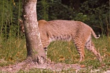 Bobcat - Gainesville, Florida