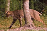 Bobcat - Gainesville, Florida