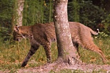 Bobcat - Gainesville, Florida