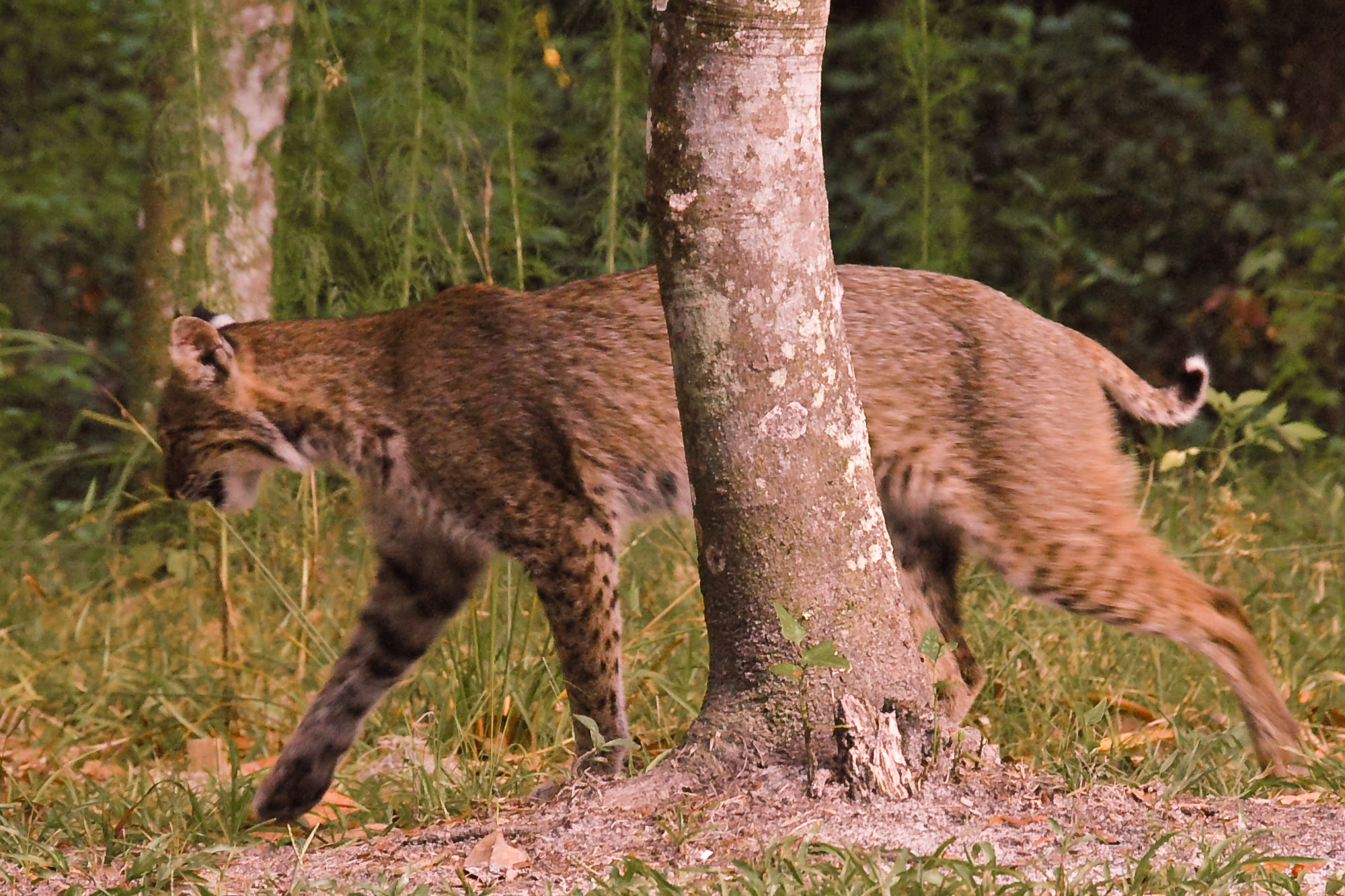 Bobcat - Gainesville, Florida