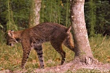 Bobcat - Gainesville, Florida