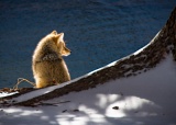 Coyote beside Madison River - Yellowstone National Park, Wyoming