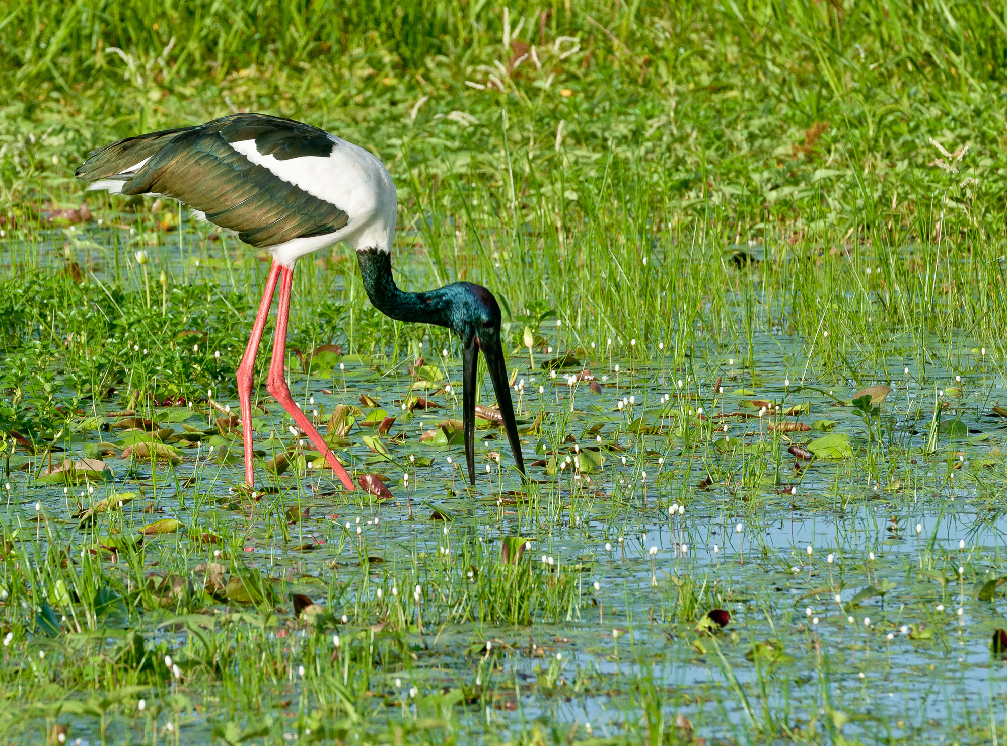 Black-necked Stork - Yellow Water Wetlands, Kakadu National Park, Northern Territory, Australia