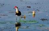 Comb-crested Jacana - Yellow Water Wetlands, Kakadu National Park, Northern Territory, Australia