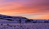 Bison grazing at sunset - Yellowstone National Park, Wyoming