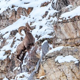 Bighorn Sheep climbing steep hillside - Yellowstone National Park, Wyoming