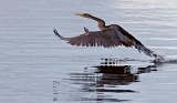 Australian Darter taking flight - Yellow Water Wetlands, Kakadu National Park, Northern Territory, Australia