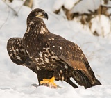 Juvenile Bald Eagle - Chilkat River, Alaska