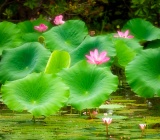 Flowering Lotus - Yellow Water Wetlands, Kakadu National Park, Northern Territory, Australia