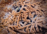 Thermophile bacterial biomats - Mammoth Hot Springs, Yellowstone National Park, Wyoming