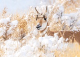 Pronghorn Antelope - Yellowstone National Park, Wyoming