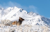 Elk and Electric Peak - Yellowstone National Park, Montana