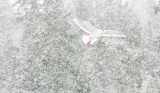 Glaucous Gull flying in snowstorm - Kachemak Bay, Alaska