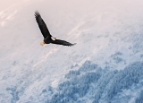 Soaring Bald Eagle - Chilkat River, Alaska