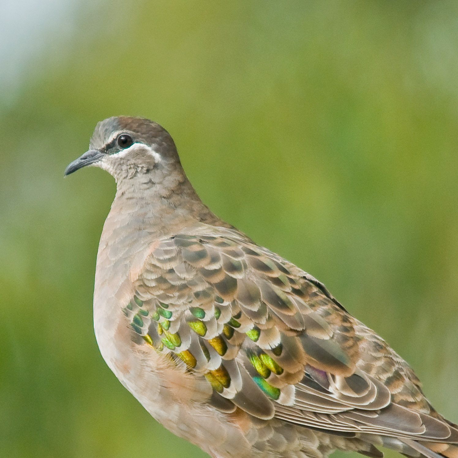 Common Bronzewing - Bairnsdale, Victoria, Australia