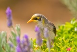 Yellow-throated Miner - Arno Bay, Australia