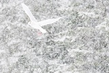 Glaucous Gull flying in snowstorm - Kachemak Bay, Alaska