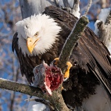 Bald Eagle eating salmon - Chilkat River, Alaska