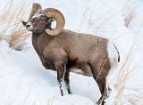 Bighorn Sheep eating dry grass - Yellowstone National Park, Wyoming