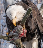 Bald Eagle eating salmon - Chilkat River, Alaska