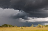 Thunderstorm over cypress dome - Everglades National Park, Florida