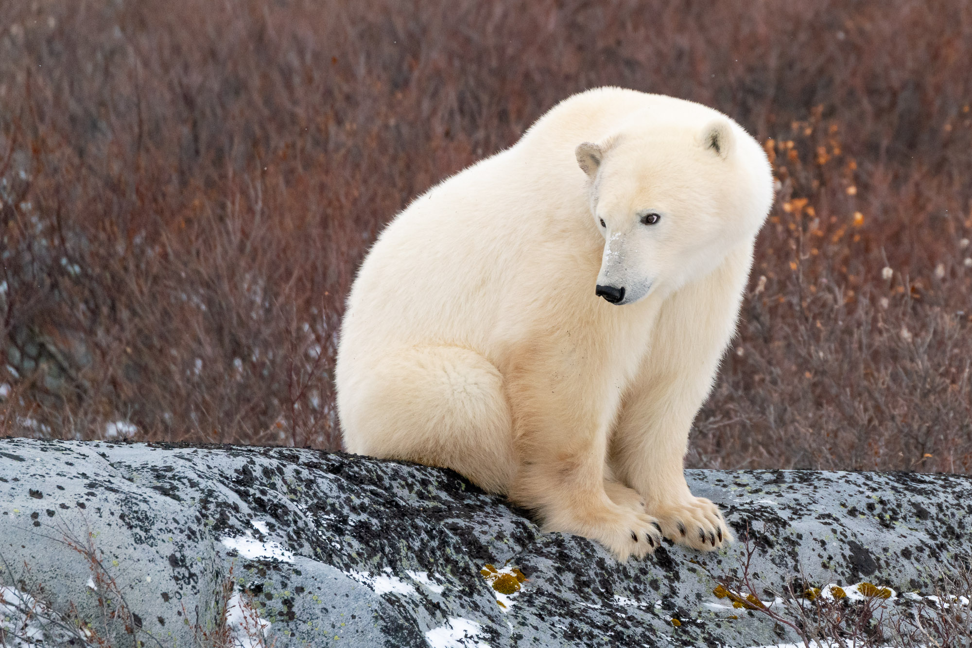 Polar Bear on rock ledge - Churchill, Manitoba