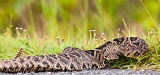 Eastern Diamondback Rattlesnake - Everglades National Park, Florida