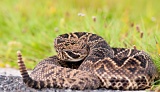 Eastern Diamondback Rattlesnake - Everglades National Park, Florida