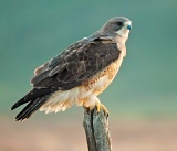 Rough-legged Hawk - Hines, Oregon