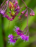 Green Lynx Spider - Longleaf Flatwoods Reserve, Gainesville, Florida