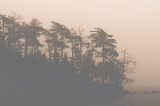 Eagle Lake trees in fog - Acadia National Park, Maine