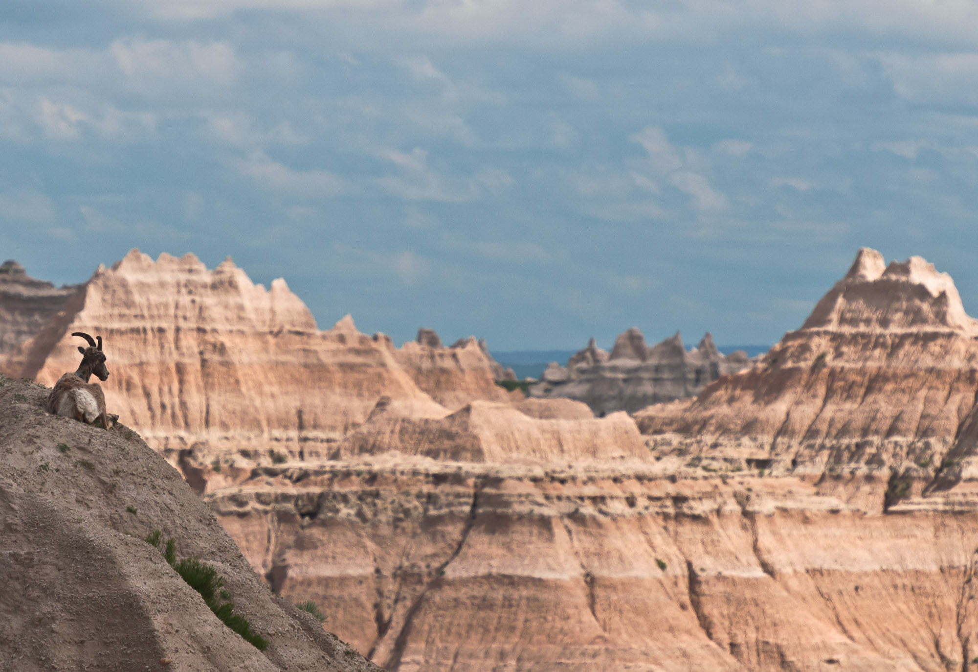 Bighorn Sheep surveying its domain - Badlands National Park, South Dakota