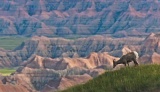 Bighorn Sheep - Badlands National Park, South Dakota