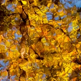 Autumn leaves reflected by rippling pond - Francis Beidler Forest, South Carolina