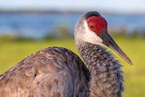 Sandhill Crane - Myakka River State Park, Florida