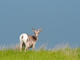 Bighorn Sheep on grass-covered hill - Badlands National Park, South Dakota