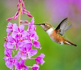 Rufous Hummingbird feeding on fireweed - Wood Spit, Alaska