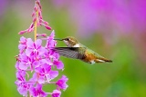 Rufous Hummingbird feeding on fireweed - Wood Spit, Alaska