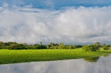 Yellow Water Wetlands - Kakadu National Park, Northern Territory, Australia