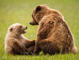 Bear cub playing with its mother - Lake Clark National Park, Alaska