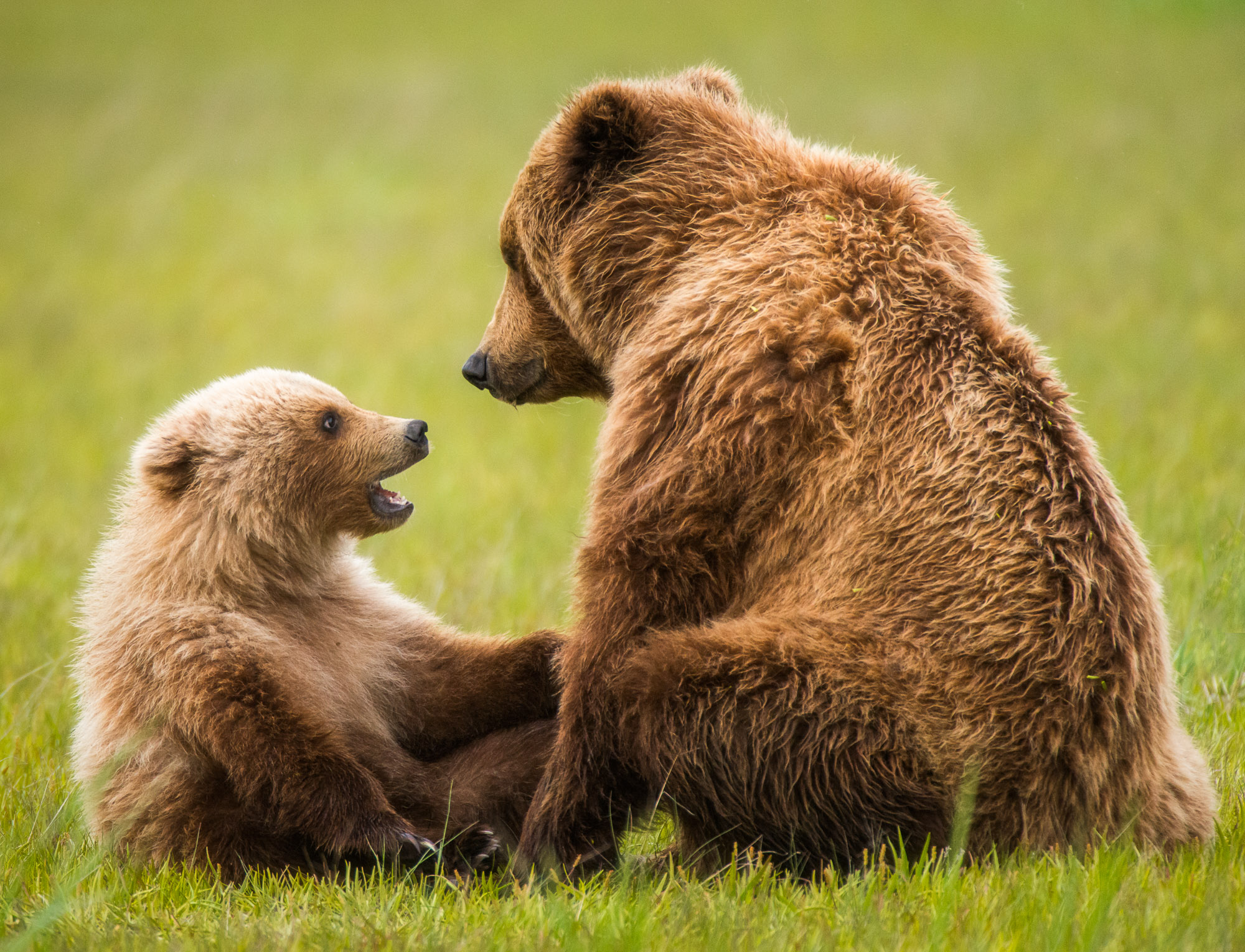 Bear cub playing with its mother - Lake Clark National Park, Alaska