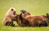 Bear cub playing with its mother - Lake Clark National Park, Alaska