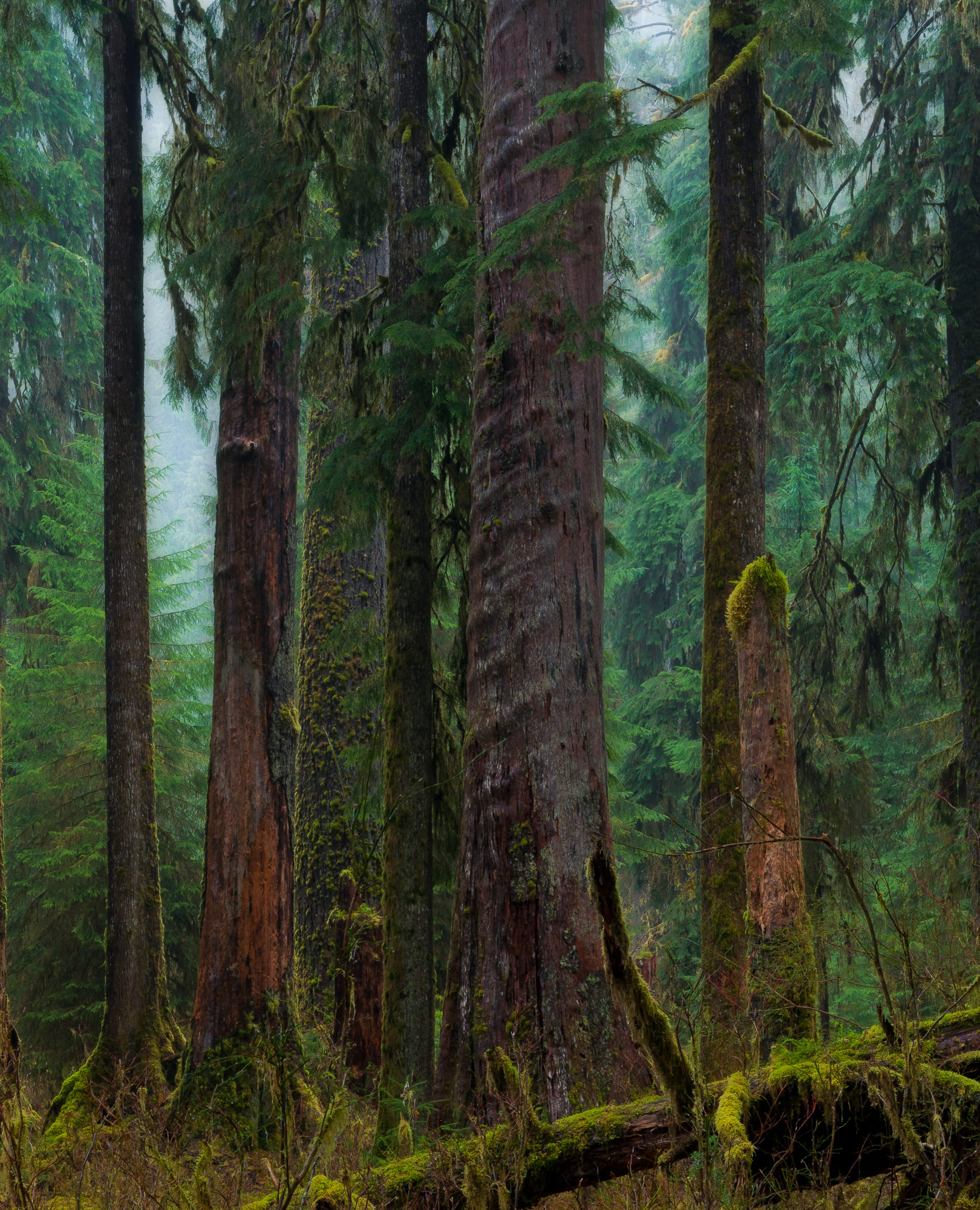 Massive trees of the Hoh Rain Forest - Olympic National Park, Washington