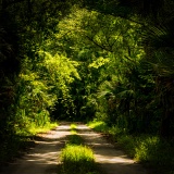 St. Johns River Road - Lake George State Forest, Florida