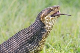 Water moccasin eating rat - Paynes Prairie Preserve State Park, Florida