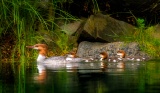 Merganser and ducklings - Takatz Bay, Alaska