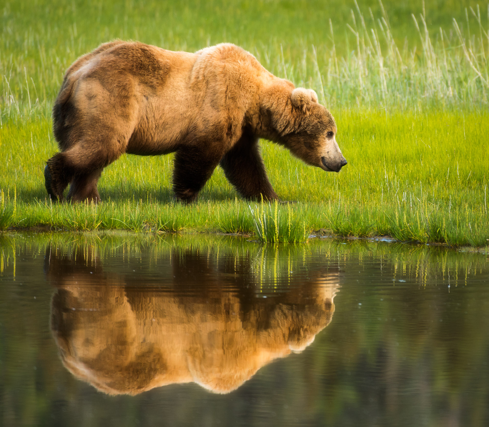 Coastal Brown Bear and its reflection - Lake Clark National Park, Alaska