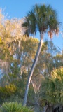 Cabbage Palm reflected in pond - Lower Suwannee National Wildlife Refuge, Florida